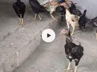 Chickens — फ़ोटो 2