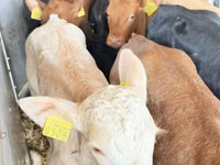 मवेशी (लॉट, लिंग निर्दिष्ट नहीं), Simmental cattle — फ़ोटो 6
