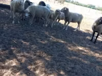 Ram, Sheep — photo 1