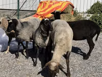 Хонь, Hissar sheep — 1 зураг
