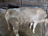 公牛, Red Polled Cow — 照片 4