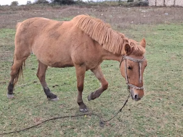 Yegua, Azerbaijan horse