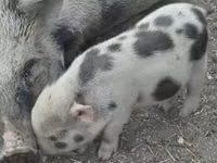 خنزير ذكر — الصورة 4