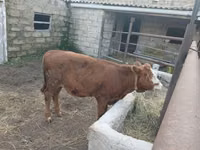 Cow, Simmental cattle — photo 2
