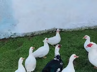 Ducks — 照片 6
