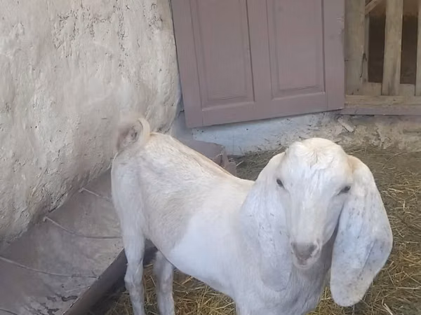 Cabro, Beetal goats