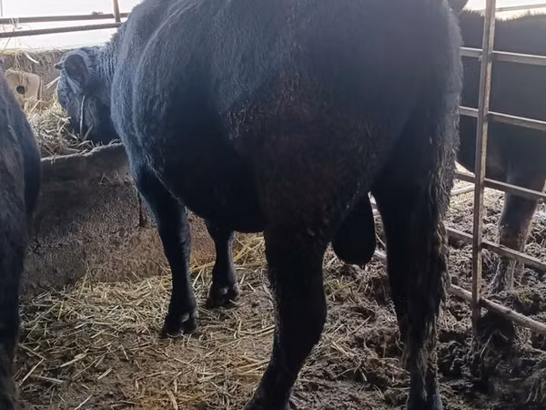 Bulle, Aberdeen-Angus