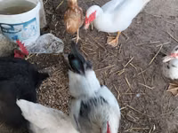 Chickens — الصورة 2