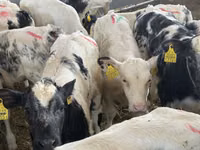 मवेशी (लॉट, लिंग निर्दिष्ट नहीं), Simmental cattle — फ़ोटो 3