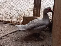 Ducks — الصورة 4