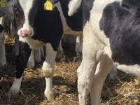 Bulle, Russian Black pied cattle — Foto 3