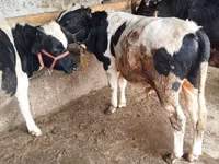 Bulle, Russian Black pied cattle — Foto 6