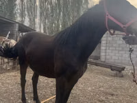 Stute, Percheron — Foto 3