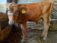 КРС (партия, пол не указан), Коровы — фото 1