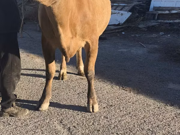 母牛, Simmental cattle