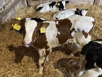 ثور, Russian Black pied cattle — الصورة 2