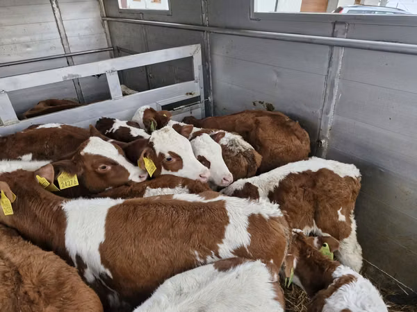 Toro, Simmental cattle