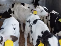 Bovinos (lote, sexo no especificado), Russian Black pied cattle — foto 2
