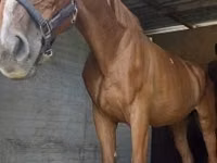 घोड़ा, Hungarian horse breed — फ़ोटो 3