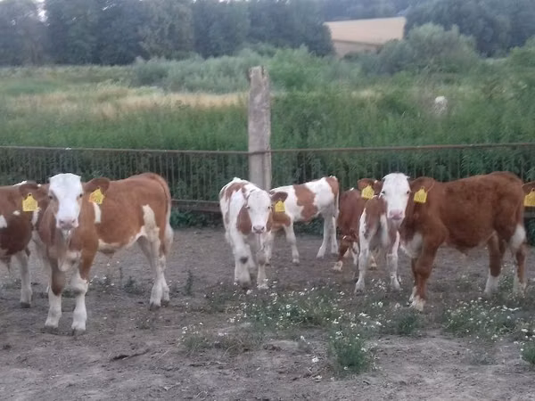 Bulle, Simmental cattle