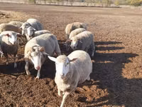 Sheep, Merino sheep — photo 1
