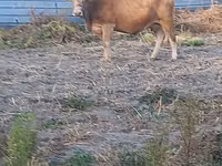بقرة, Swiss cattle — الصورة 5
