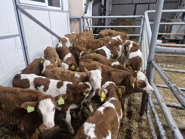 Bovinos (lote, sexo no especificado), Simmental cattle