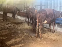 Cow, Cattle — photo 7