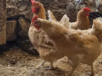 لوهمان براون — الصورة 5