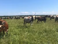 Kuh, Holstein-Rasse — Foto 4