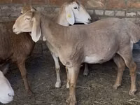 Oveja, Edilbay sheep — foto 1