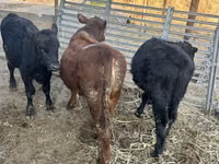 Bulle, Aberdeen-Angus — Foto 5