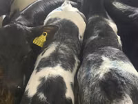 मवेशी (लॉट, लिंग निर्दिष्ट नहीं), Simmental cattle — फ़ोटो 3