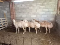 भेड़, Afghan Arabi sheep — फ़ोटो 2