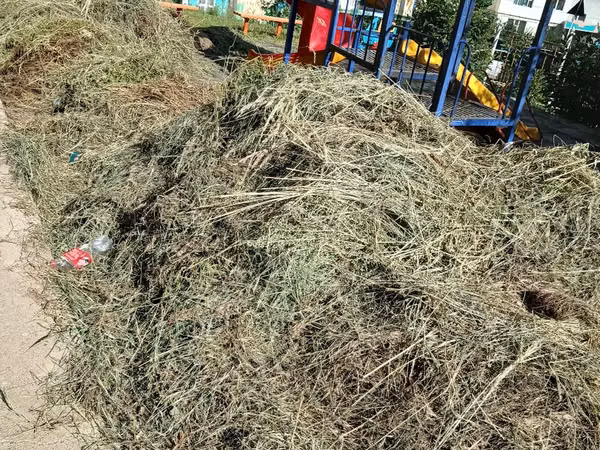 Хадсан нарийн өвс