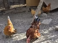 Chickens — photo 3