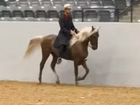 घोड़ा, Rocky Mountain Horse — फ़ोटो 3