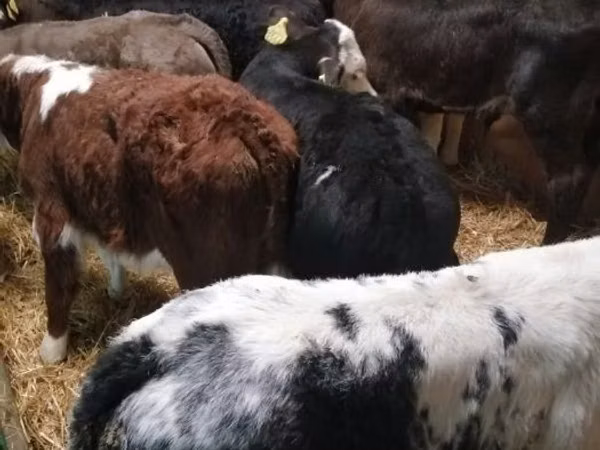 Bulle, Limousin-Kuh