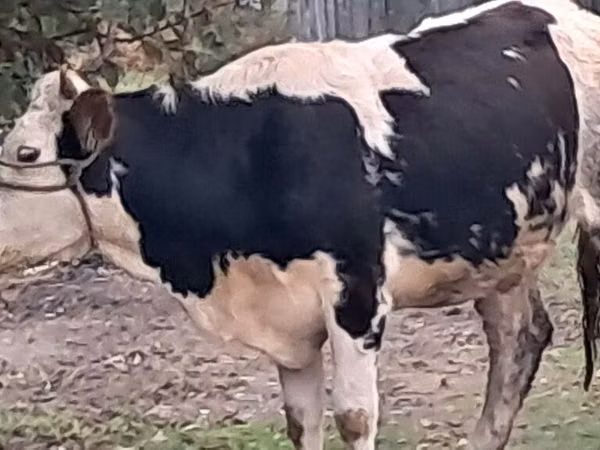 Bulle, Simmental cattle