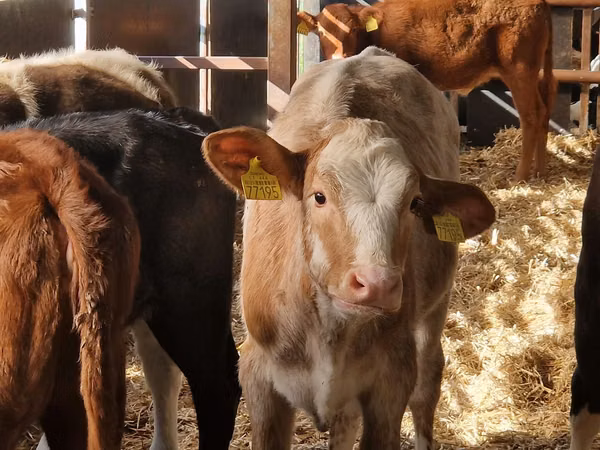 Cattle (batch, sex not specified), Simmental cattle