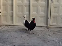 Chickens — Foto 4