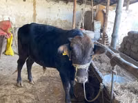 Cattle (batch, sex not specified), Cattle — photo 2