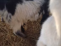 Goat, LaMancha goats — photo 1