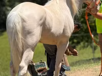 公马, Kentucky mountain daddle horse — 照片 6