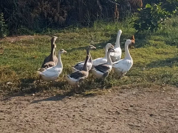 Geese