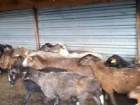 كبش, Adal sheep — الصورة 1