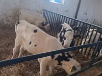 Bull, Russian Black pied cattle — photo 4