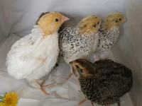 Quails — 7 зураг