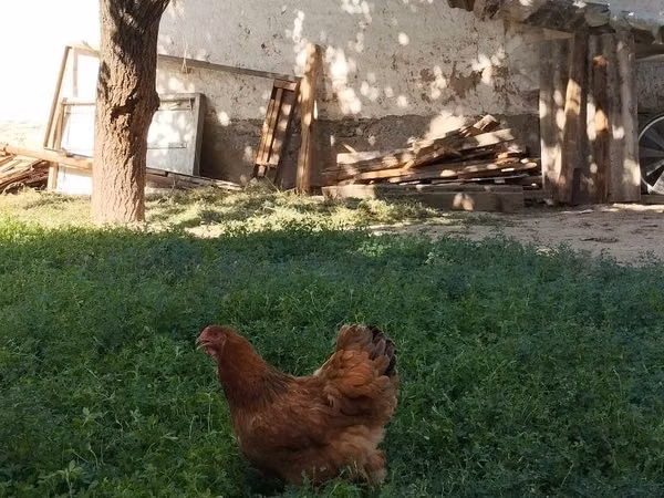 Chickens