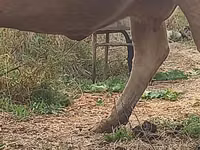 गाय, Swiss cattle — फ़ोटो 4
